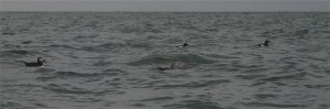 Puffins at Puffin island!