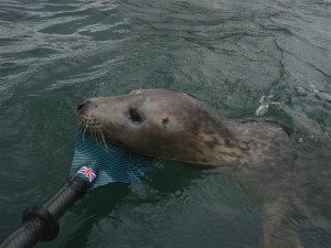 Seal meet Mitchell Blades
