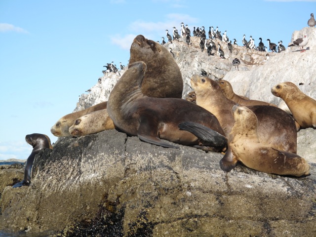 FurSeals