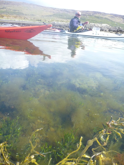Underwater_life