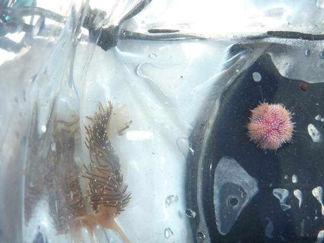 seaslug_urchin
