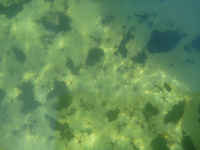 Brittle stars