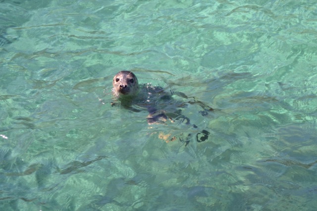 15_Seal